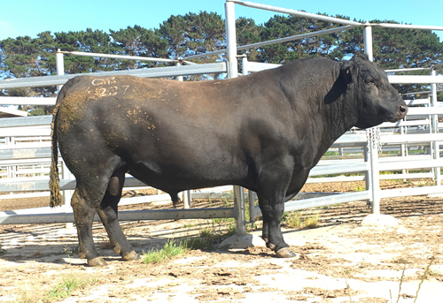 Raff Angus sire